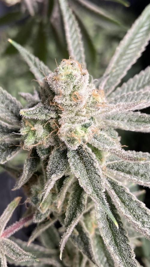 Platinum IX Clone (In House Genetics). Week 10