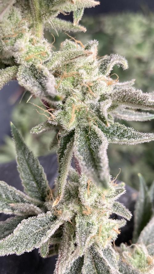 Platinum IX Clone (In House Genetics). Week 10