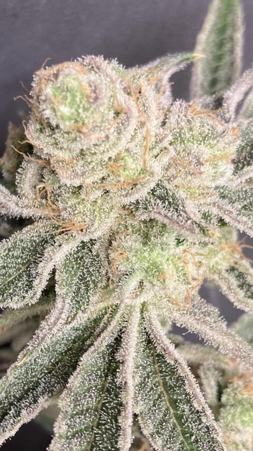 Platinum IX Clone (In House Genetics). Week 10