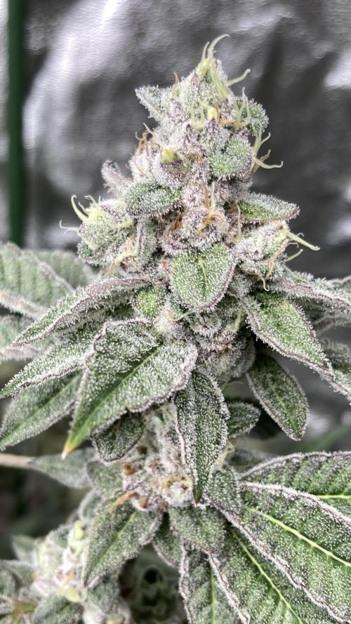 All Starz Clone (LIT Farms). Week 10