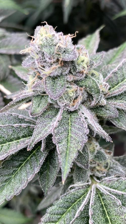 All Starz Clone (LIT Farms). Week 10