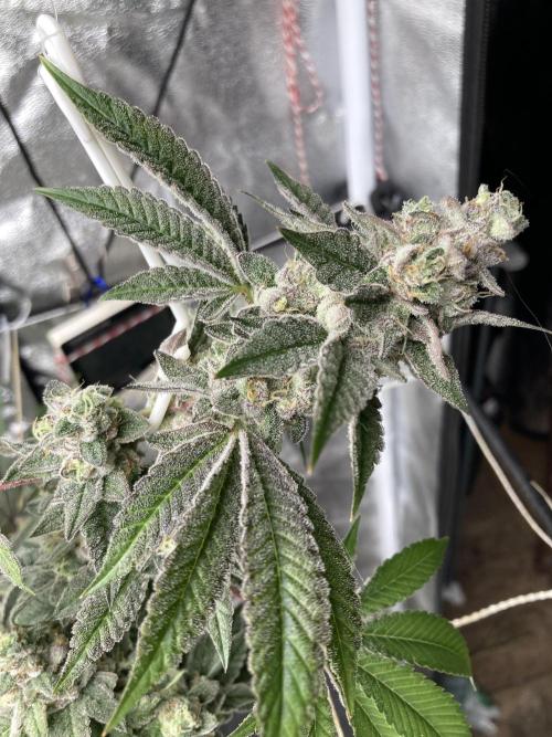 All Starz Clone (LIT Farms). Week 10