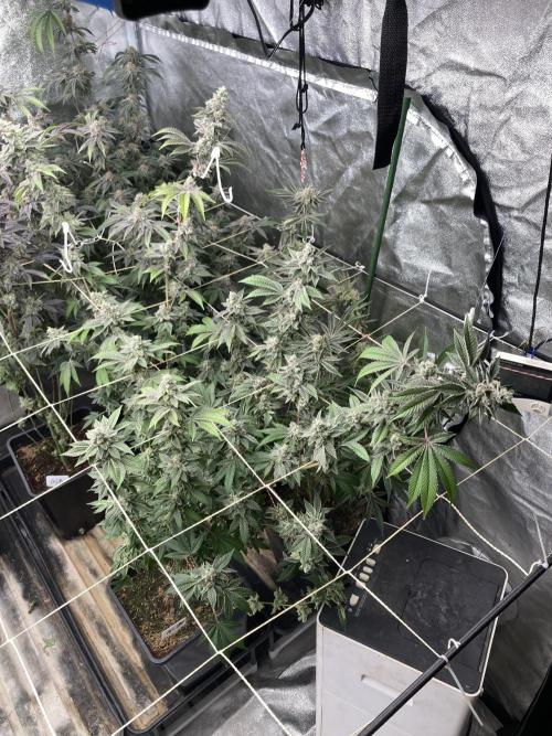 All Starz Clone (LIT Farms). Week 10