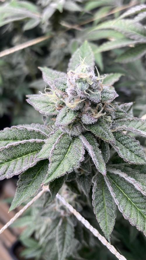 All Starz Clone (LIT Farms). Week 10