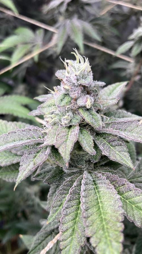 All Starz Clone (LIT Farms). Week 10