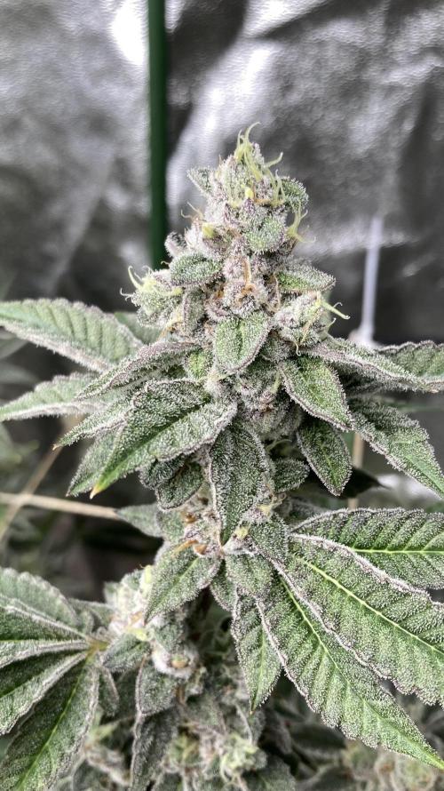 All Starz Clone (LIT Farms). Week 10