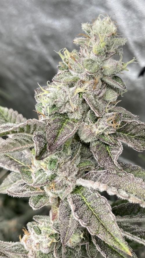 All Starz Clone (LIT Farms). Week 10