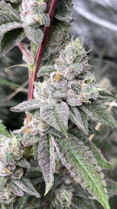 All Starz Clone (LIT Farms). Week 10