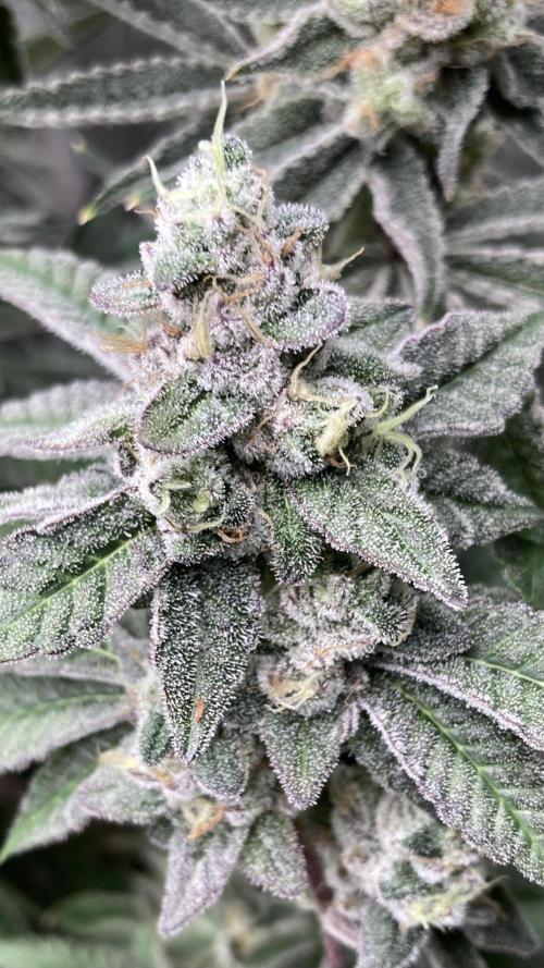 All Starz Clone (LIT Farms). Week 10