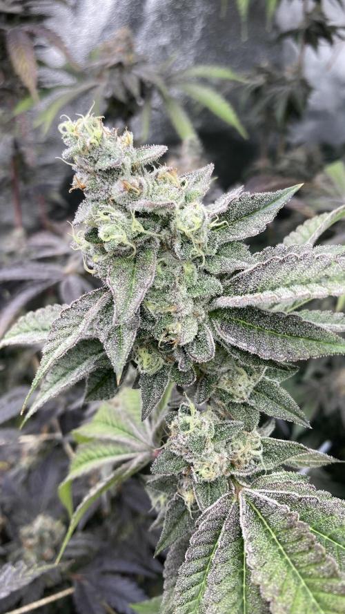 All Starz Clone (LIT Farms). Week 10