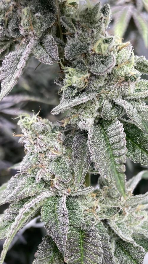 All Starz Clone (LIT Farms). Week 10