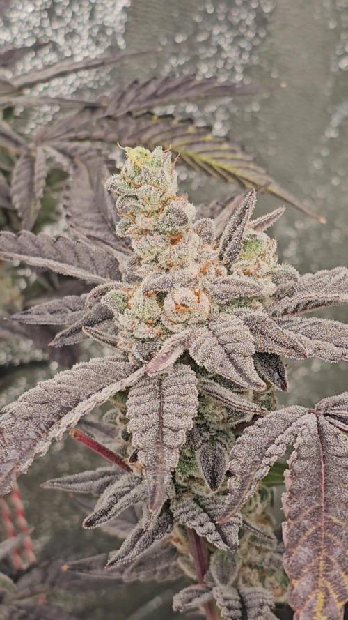 Gas Cream Runtz Clone (LIT Farms). Week 10