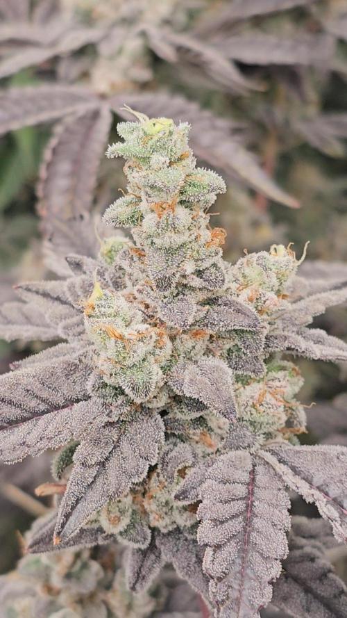 Gas Cream Runtz Clone (LIT Farms). Week 10