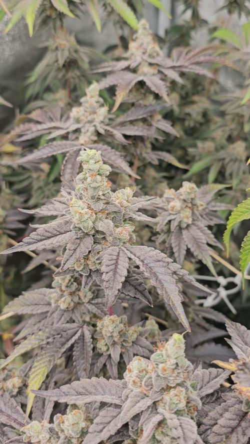 Gas Cream Runtz Clone (LIT Farms). Week 10