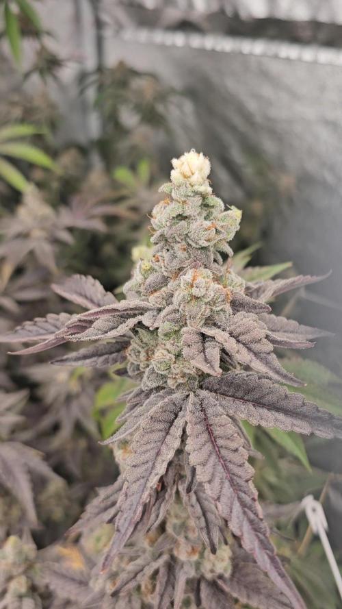 Gas Cream Runtz Clone (LIT Farms). Week 10