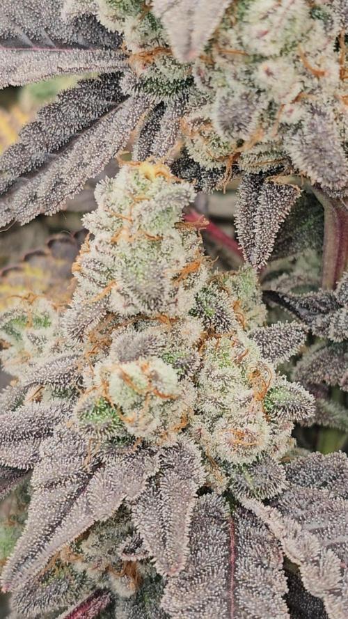 Gas Cream Runtz Clone (LIT Farms). Week 10