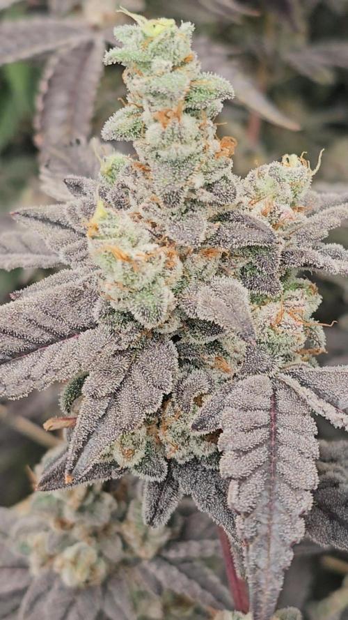 Gas Cream Runtz Clone (LIT Farms). Week 10