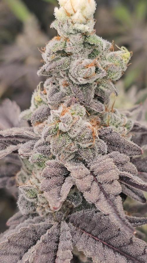 Gas Cream Runtz. Week 10