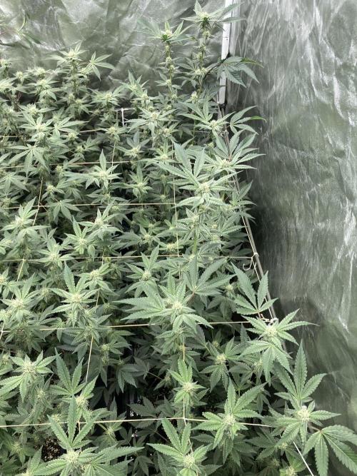 Gas Cream Runtz Clones (LIT Farms). Week 5