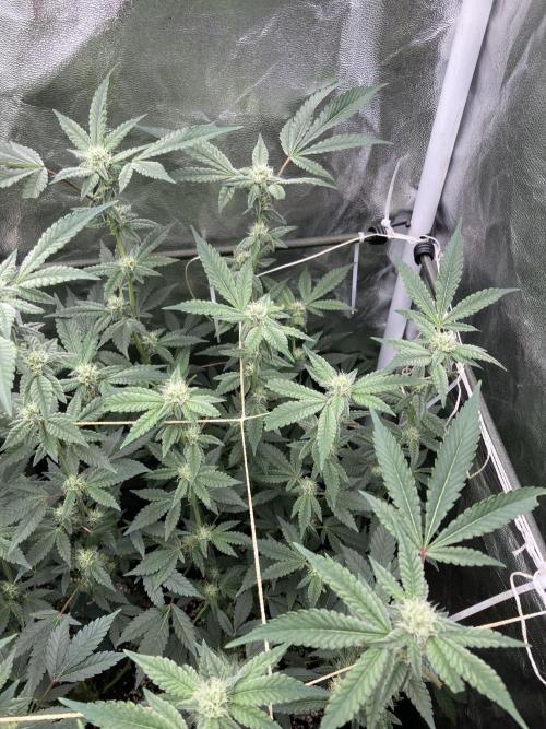 Gas Cream Runtz Clones (LIT Farms). Week 5