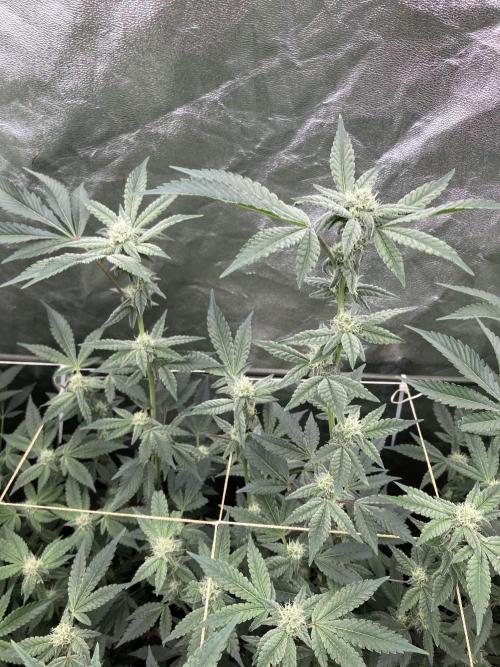 Gas Cream Runtz Clones (LIT Farms). Week 5
