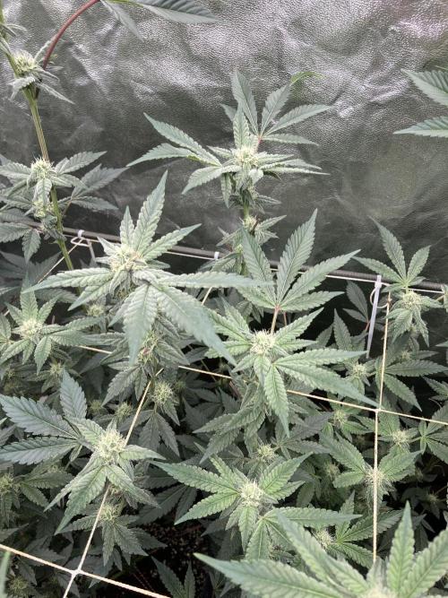 Gas Cream Runtz Clones (LIT Farms). Week 5