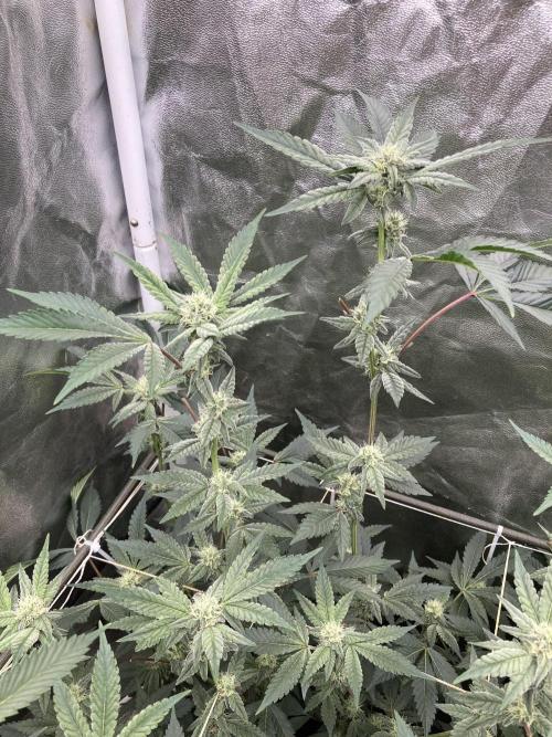 Gas Cream Runtz Clones (LIT Farms). Week 5