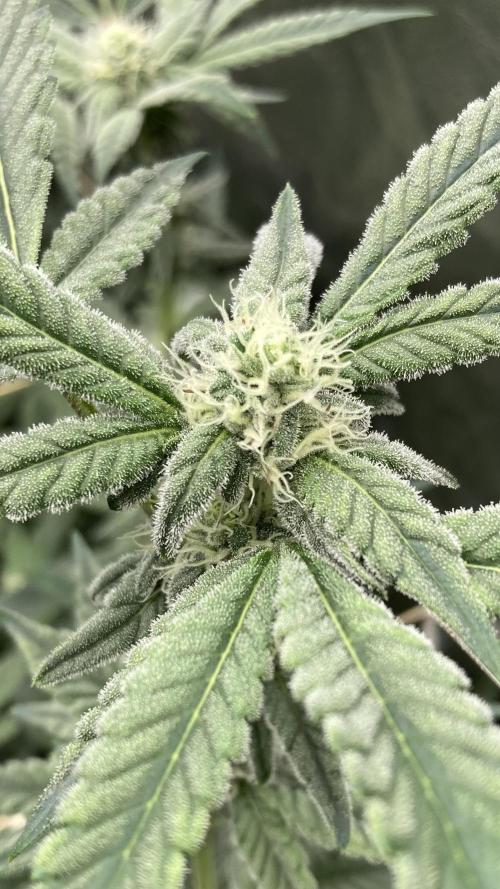 Gas Cream Runtz Clones (LIT Farms). Week 5