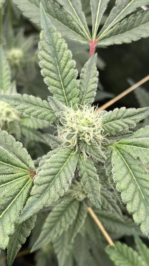 Gas Cream Runtz Clones (LIT Farms). Week 5