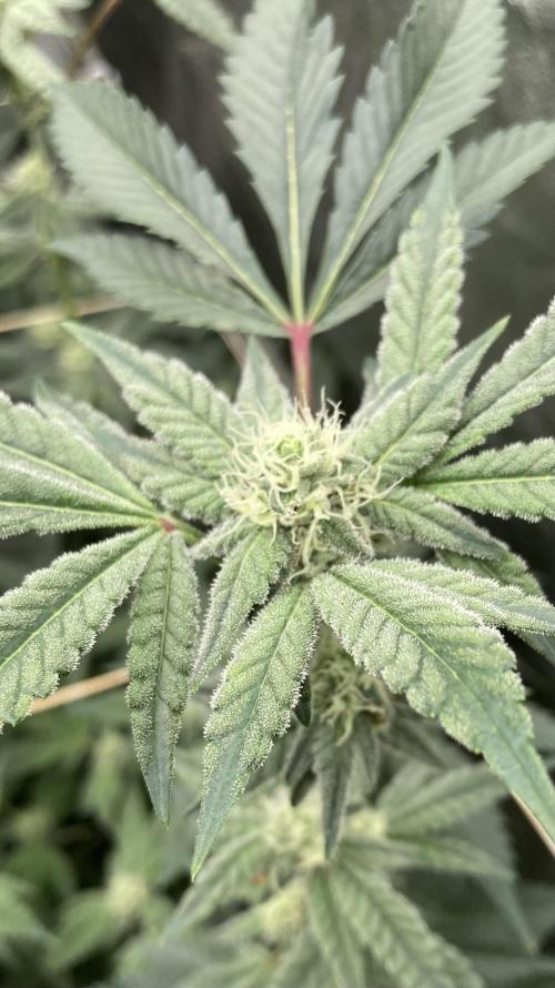 Gas Cream Runtz Clones (LIT Farms). Week 5