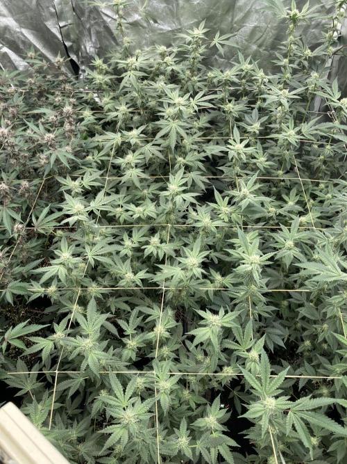 CN#2 Clones (Relentless Genetics). Week 5