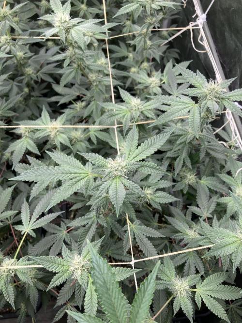 CN#2 Clones (Relentless Genetics). Week 5