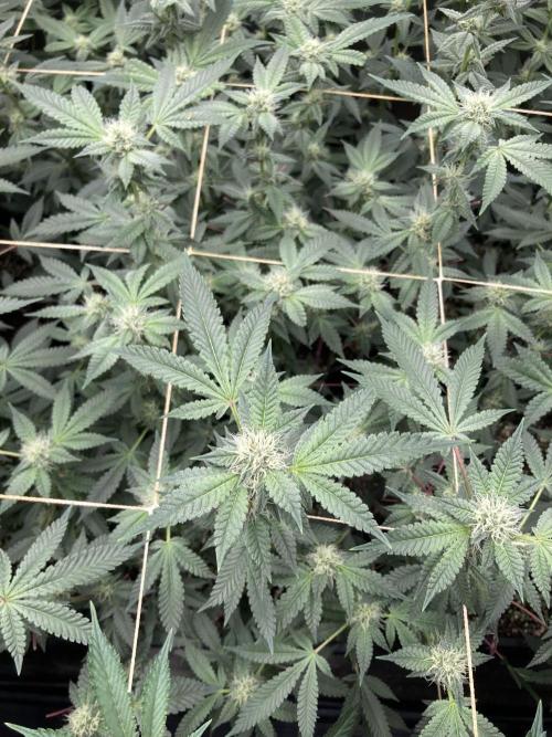 CN#2 Clones (Relentless Genetics). Week 5