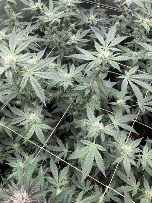 CN#2 Clones (Relentless Genetics). Week 5
