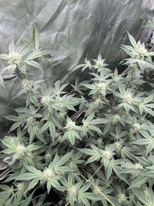 CN#2 Clones (Relentless Genetics). Week 5