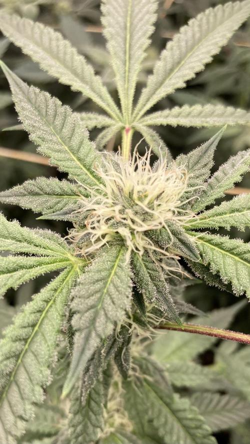 CN#2 Clones (Relentless Genetics). Week 5