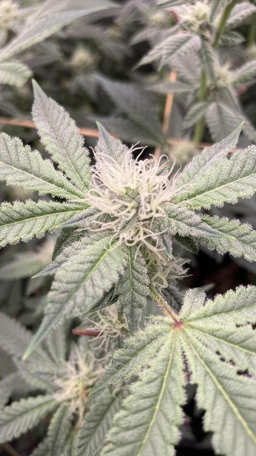CN#2 Clones (Relentless Genetics). Week 5