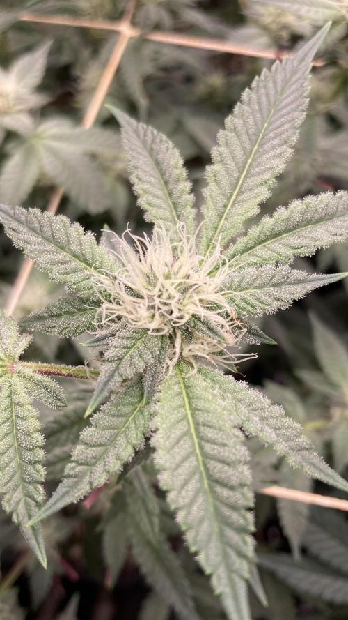 CN#2 Clones (Relentless Genetics). Week 5