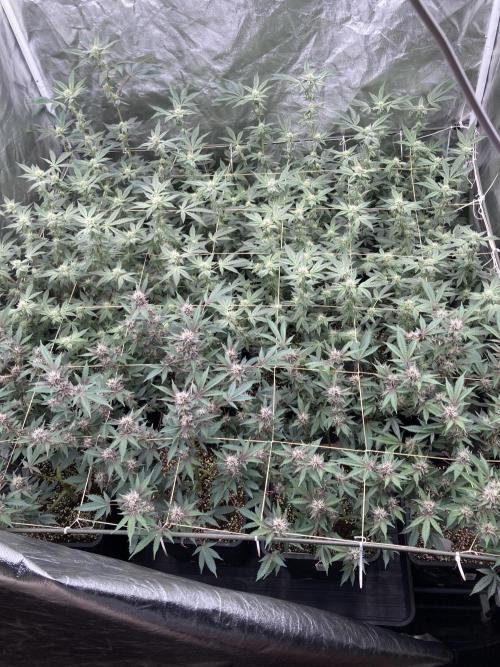 CN#2 Clones (Relentless Genetics). Week 5