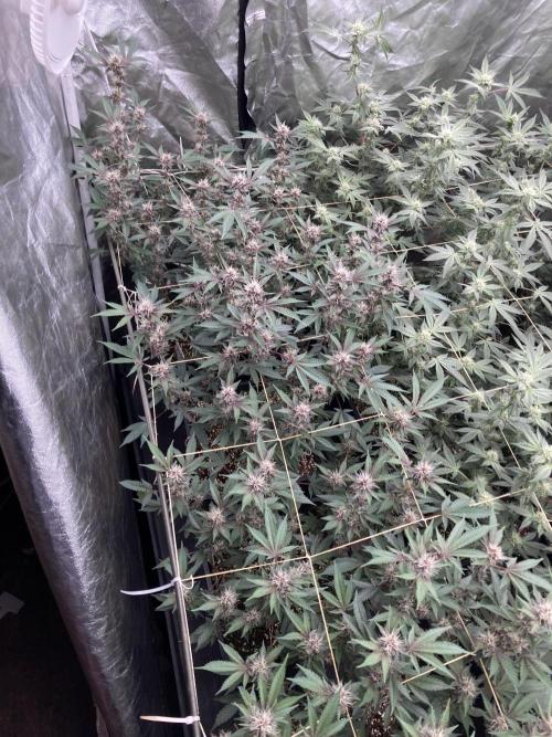 CN#6 Pora’s Purple Clones (Relentless). Week 5