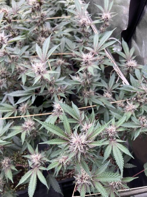 CN#6 Pora’s Purple Clones (Relentless). Week 5