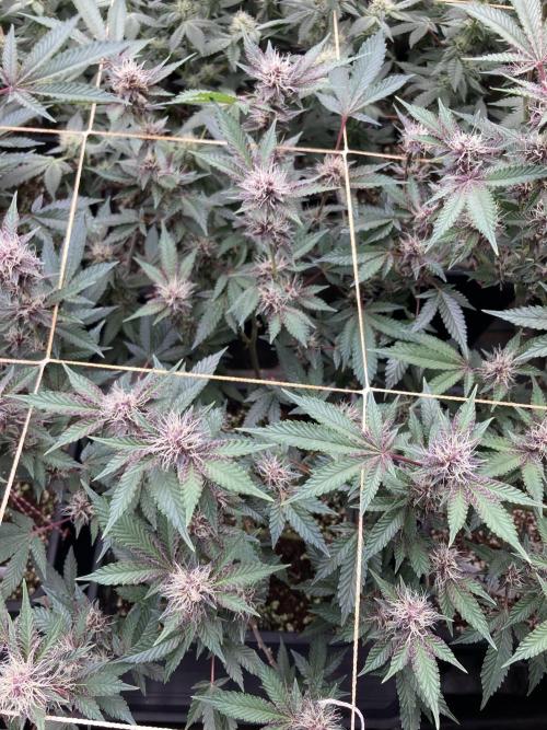 CN#6 Pora’s Purple Clones (Relentless). Week 5