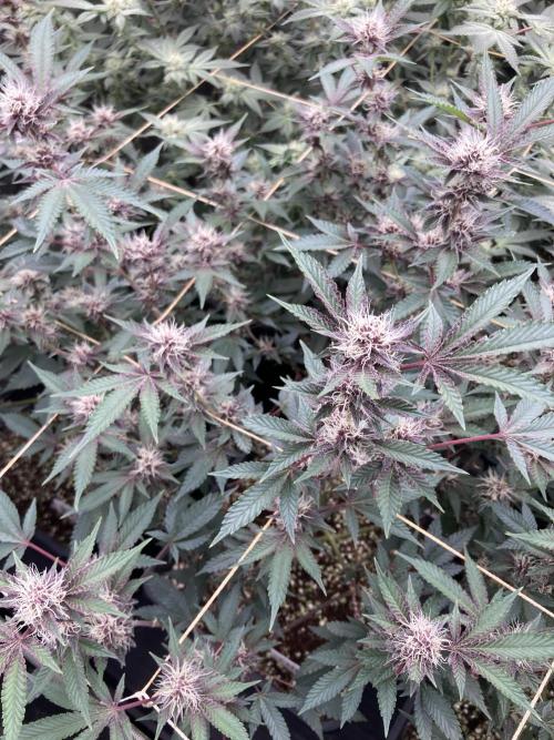 CN#6 Pora’s Purple Clones (Relentless). Week 5