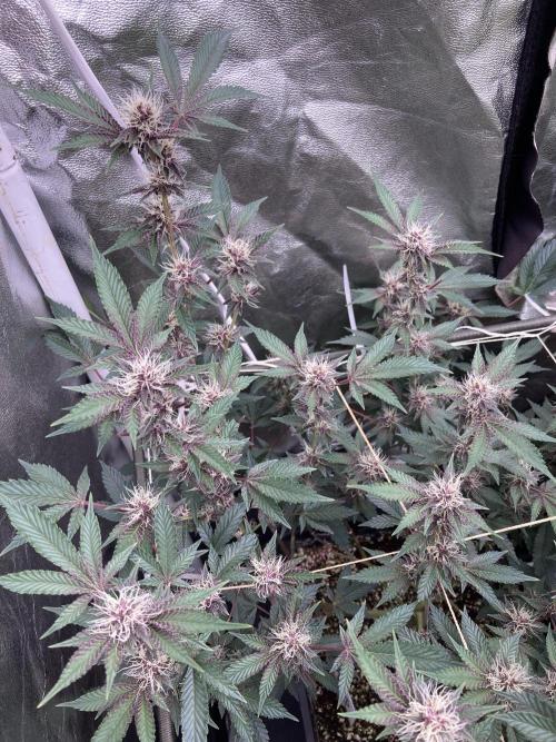 CN#6 Pora’s Purple Clones (Relentless). Week 5