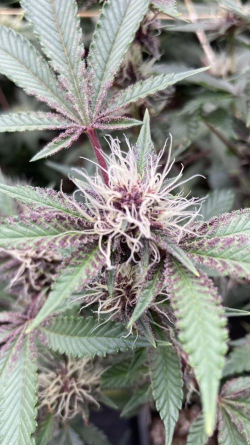 CN#6 Pora’s Purple Clones (Relentless). Week 5