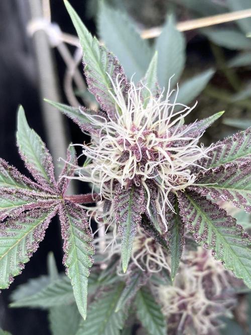 CN#6 Pora’s Purple Clones (Relentless). Week 5