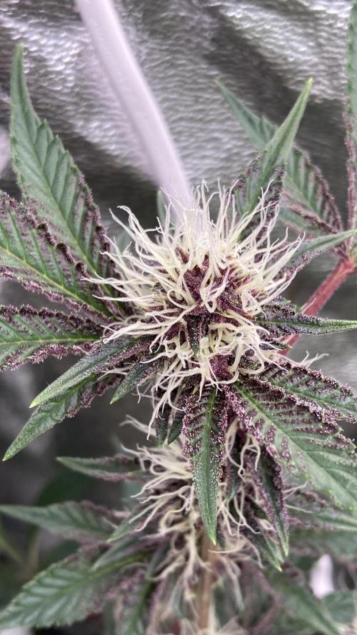 CN#6 Pora’s Purple Clones (Relentless). Week 5