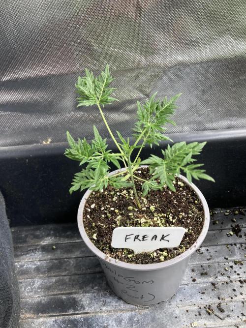 Frosty’s Purple Freak (Khalifa). Week 5