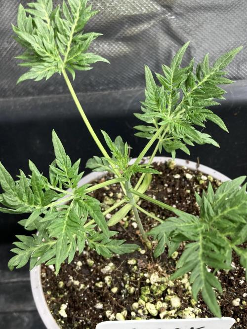 Frosty’s Purple Freak (Khalifa). Week 5