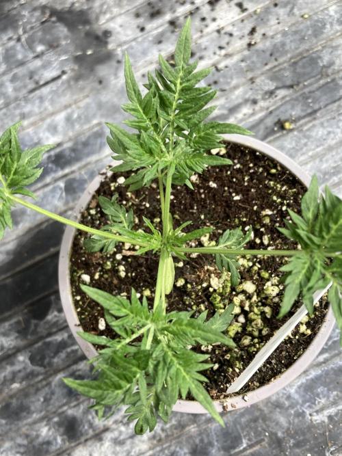 Frosty’s Purple Freak (Khalifa). Week 5